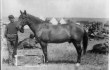 Lone Survivor Myth of the Little Bighorn